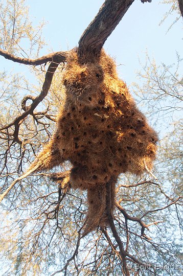 DSC_4892.jpg - Sociable weaver nest