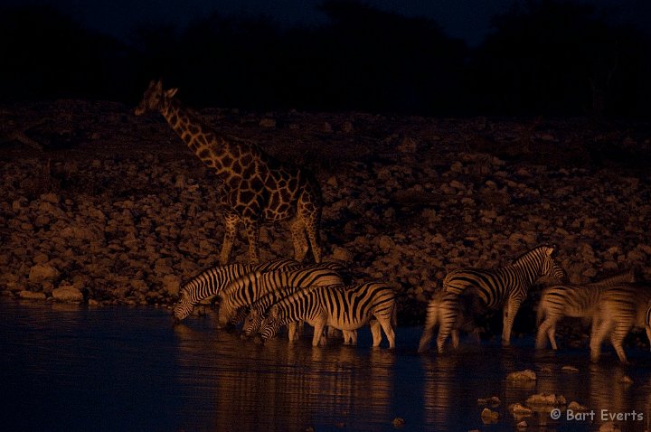 DSC_4943.jpg - Wildlife watching during the night at the Okaukuejo Waterhole