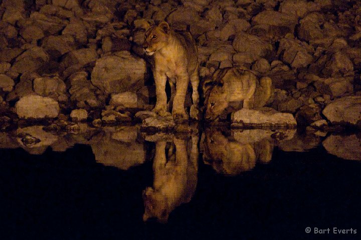 DSC_4973.jpg - Lionesses