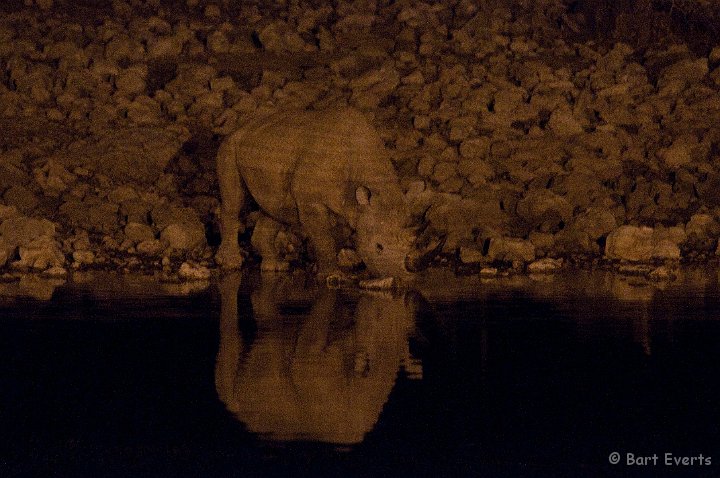 DSC_4974.jpg - Black Rhino