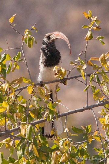 DSC_5081.jpg - Monteiro's Hornbill