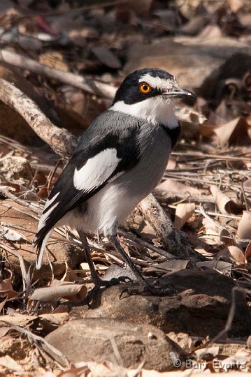 DSC_5086.jpg - Localized White-tailed shrike