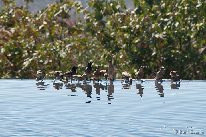 DSC_5095.jpg - Chestnut weavers and Bulbul