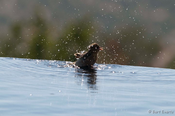 DSC_5099.jpg - bird taking a bath