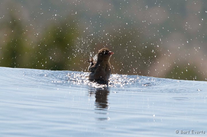 DSC_5104.jpg - Bird taking a bath