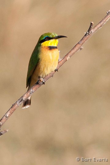 DSC_4474.jpg - Little Bee-eater
