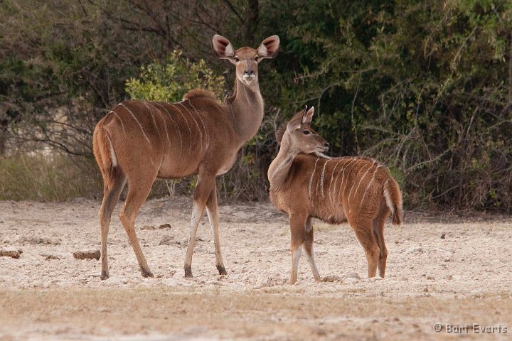 DSC_4540.jpg - Greater kudus