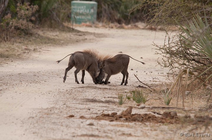 DSC_4541.jpg - playing Warthogs