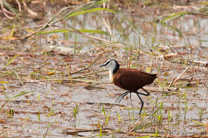 DSC_4544.jpg - African Jacana