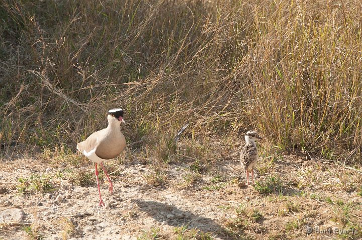 DSC_4549.jpg - crowned Lapwing