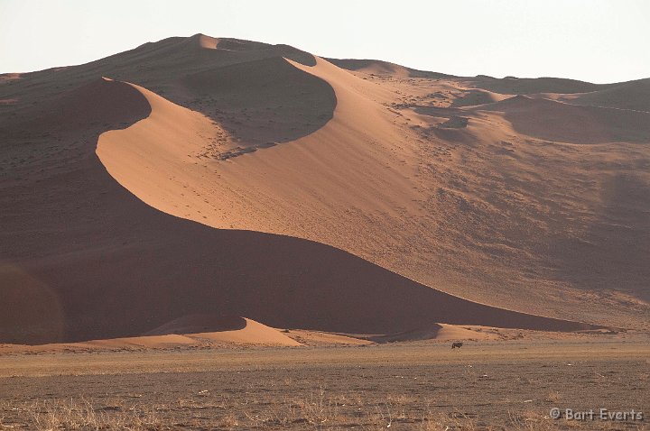 DSC_5514.jpg - Little dot is oryx