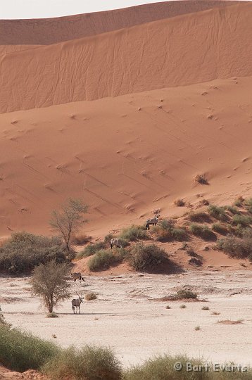 DSC_5541.jpg - Sossusvlei with Oryxes