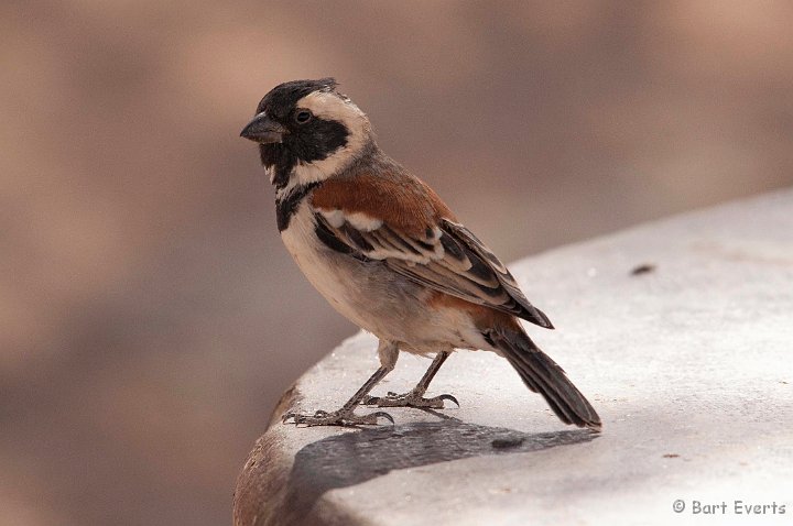 DSC_5552.jpg - Cape Sparrow