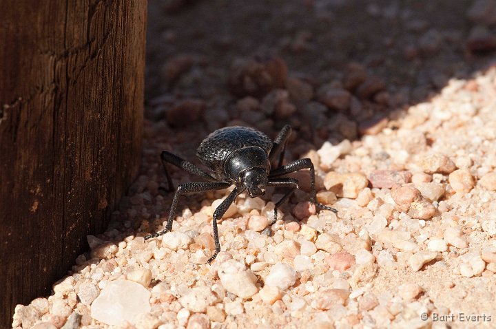 DSC_5390.jpg - Toktokkie beetle