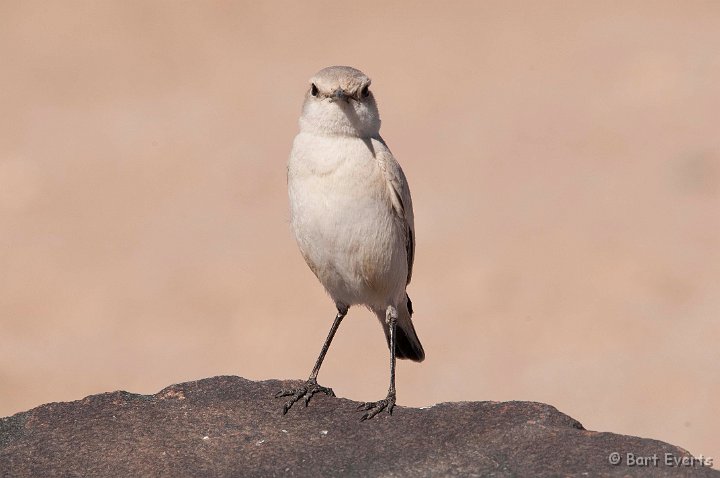 DSC_5393.jpg - Pale desert form of Tractrac Chat