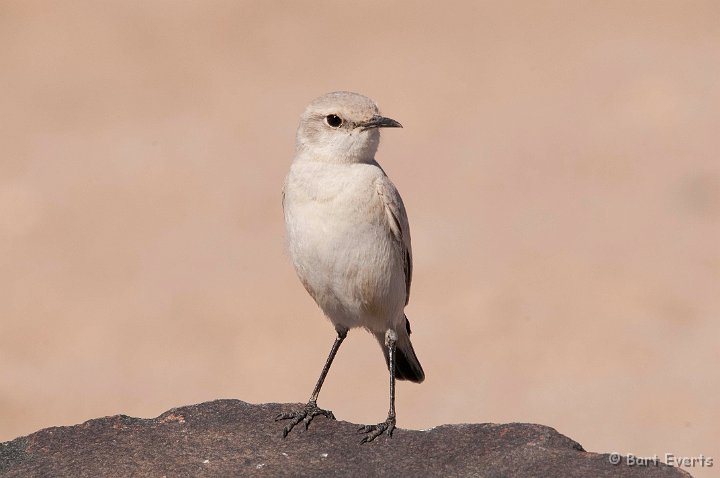 DSC_5394.jpg - Pale desert form of Tractrac Chat