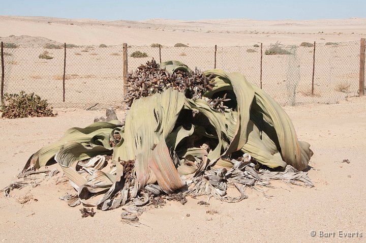 DSC_5396.jpg - One of the biggest Welwitschia plants