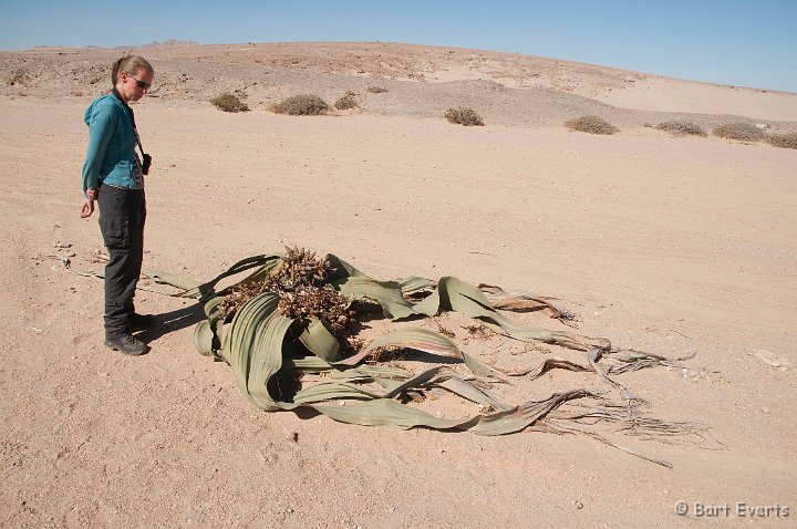 DSC_5400.jpg - Rianne and a Welwitschia