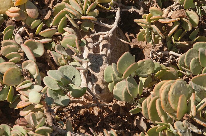 DSC_5403.jpg - Hiding Rabbit in between Dollar-leaves