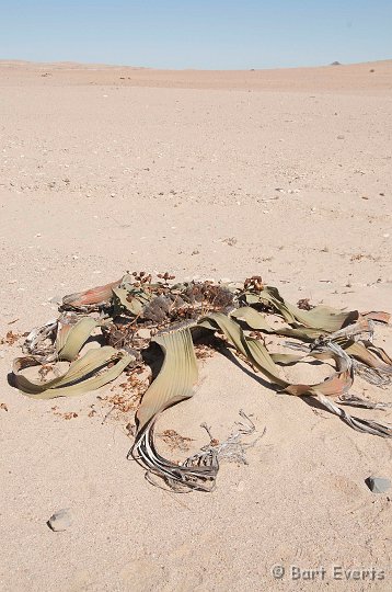 DSC_5406.jpg - Welwitschia in the middle of the desert