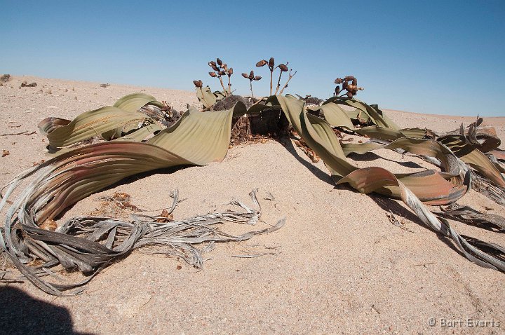 DSC_5407.jpg - Welwitschia