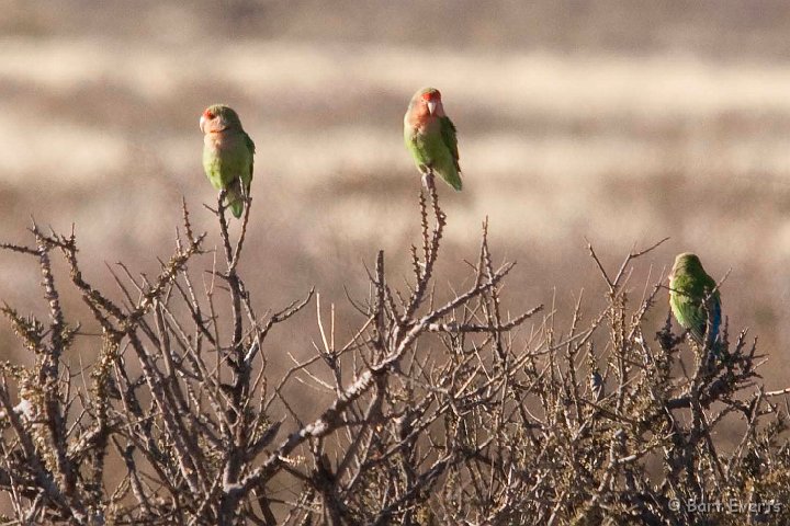 DSC_5416.jpg - Rosy-faced Lovebirds
