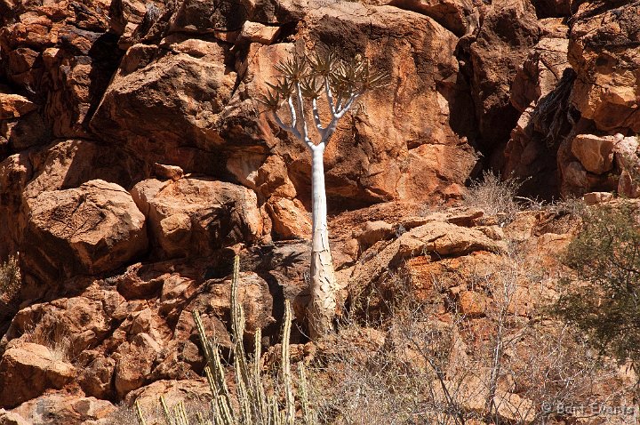 DSC_5423.jpg - Quivertree