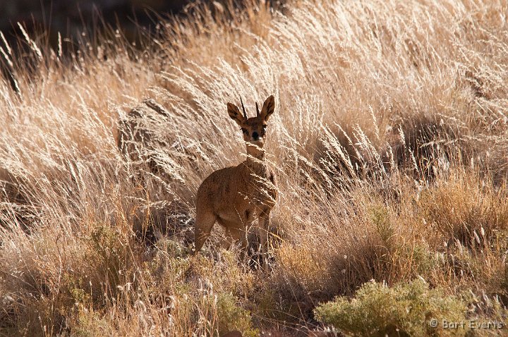 DSC_5444.jpg - Klipspringer