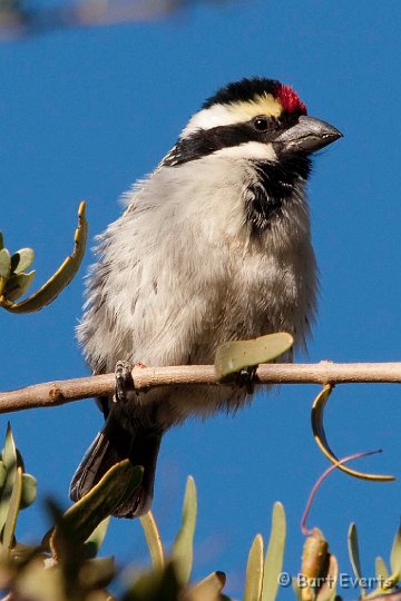 DSC_5448.jpg - Acacia Barbet