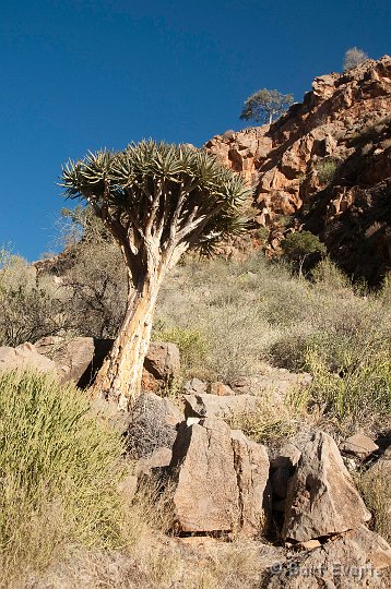DSC_5450.jpg - Quivertree