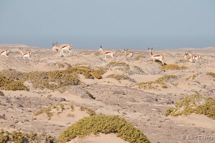 DSC_5274.jpg - Springboks