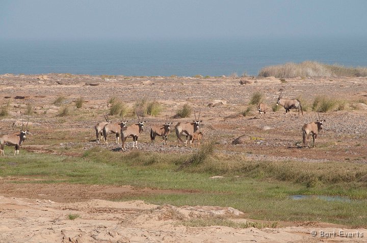 DSC_5279.jpg - Oryxes along the coast