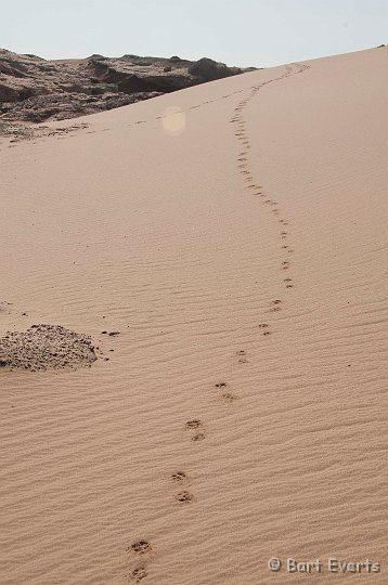 DSC_5291.jpg - Brown Hyena tracks
