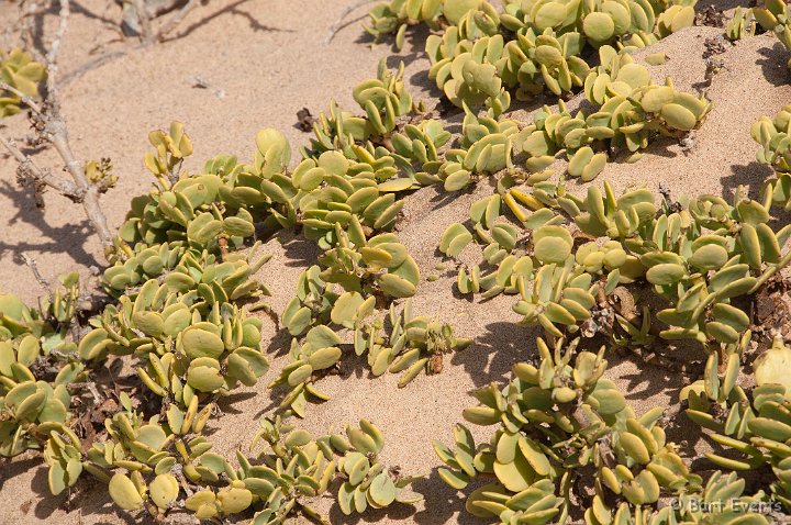 DSC_5293.jpg - Dollar plant