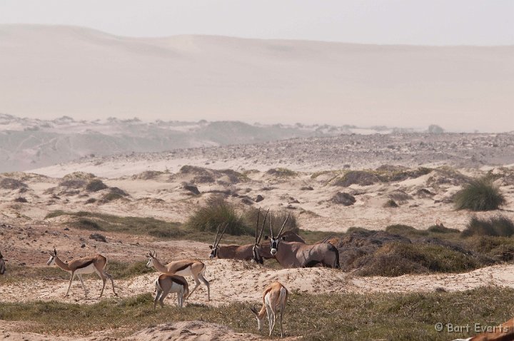 DSC_5300.jpg - Springboks and Oryxes
