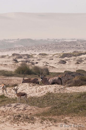 DSC_5303.jpg - Springboks and Oryxes