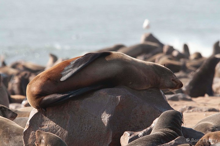 DSC_5304.jpg - Cape Furseal Colony