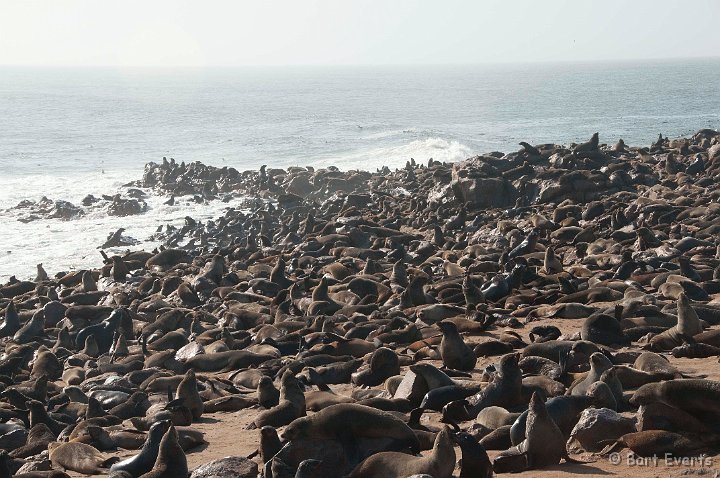 DSC_5307.jpg - Cape Furseal Colony