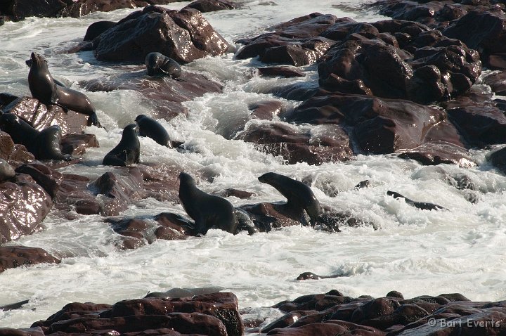 DSC_5310.jpg - Cape Furseal Colony