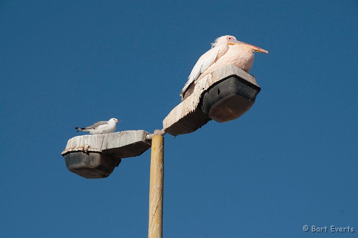 DSC_5349.jpg - Pelicans on Street light