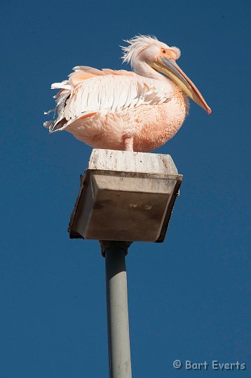 DSC_5352.jpg - Pelican on Streetlight