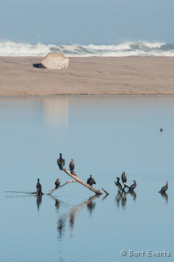 DSC_5356.jpg - Crowned Cormorants