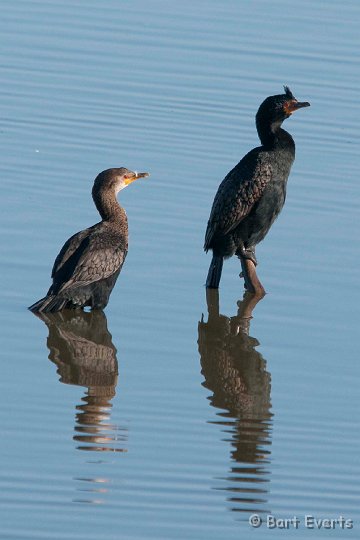 DSC_5359.jpg - Crowned Cormorants