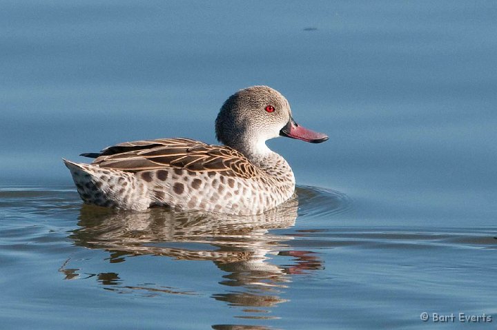DSC_5362.jpg - Cape Teal