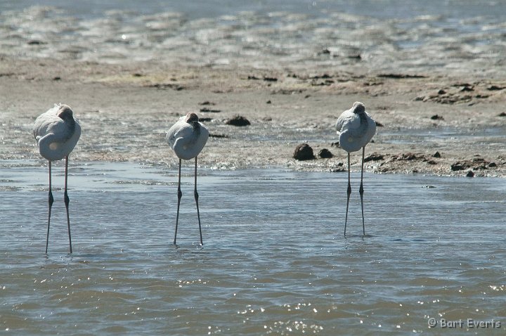 DSC_5323.jpg - Greater Flamingo