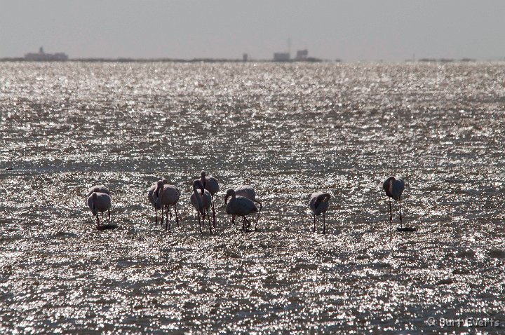 DSC_5330.jpg - Greater Flamingo