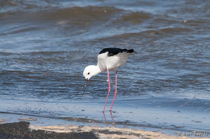 DSC_5339.jpg - Blackwinged Stilt