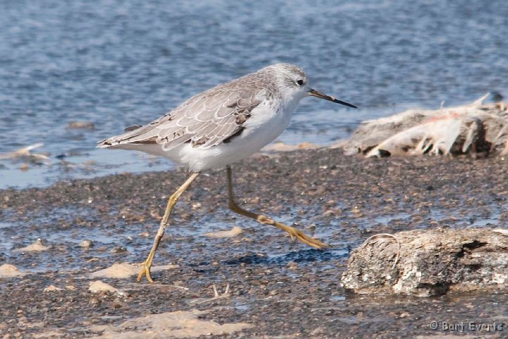 DSC_5345.jpg - Greenshank