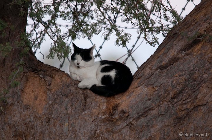 DSC_5769.jpg - cat on campsite