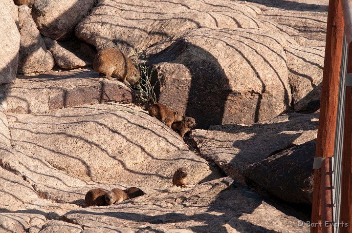 DSC_5774.jpg - Rock Hyrax mom with kids